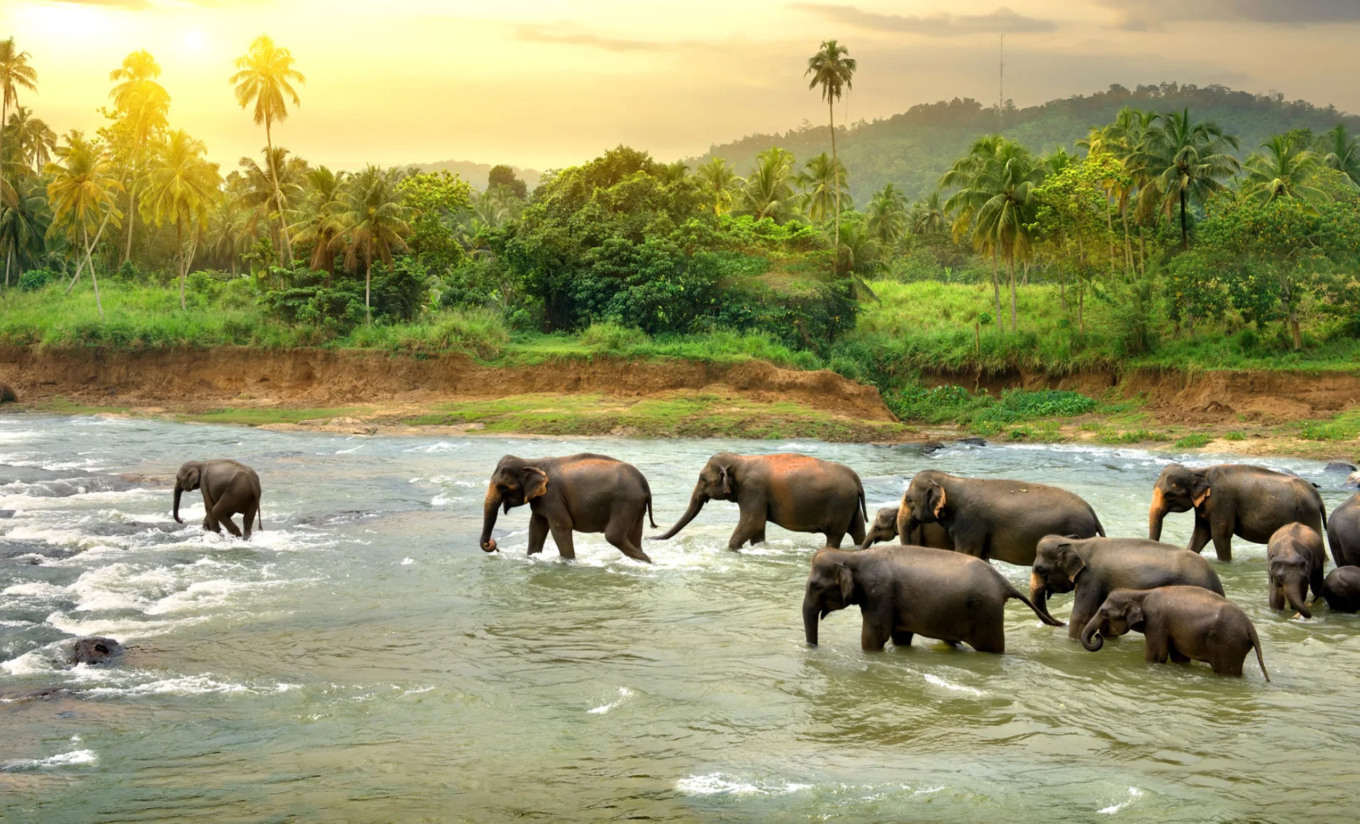 Cochin Munnar Thekkady Periyar Alleppey Tour Package
