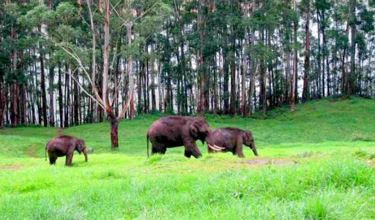Elephant Arrival Point