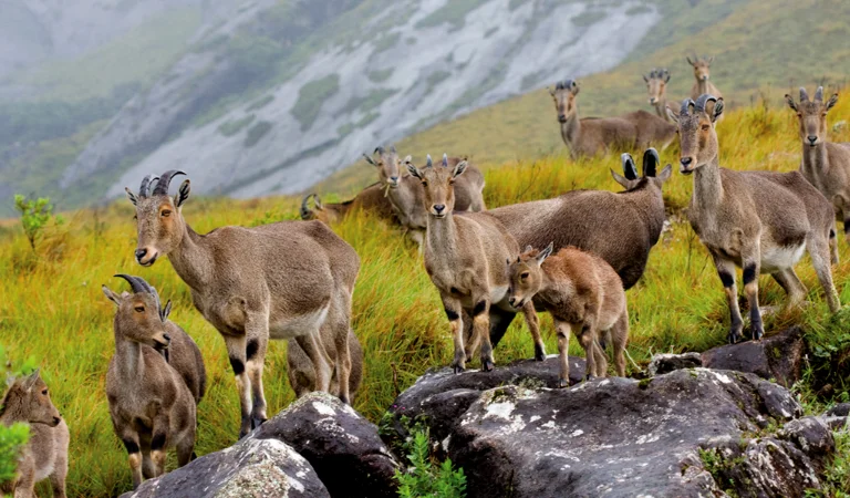 Eravikulam National Park