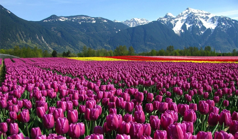 Kashmir-Paradise
