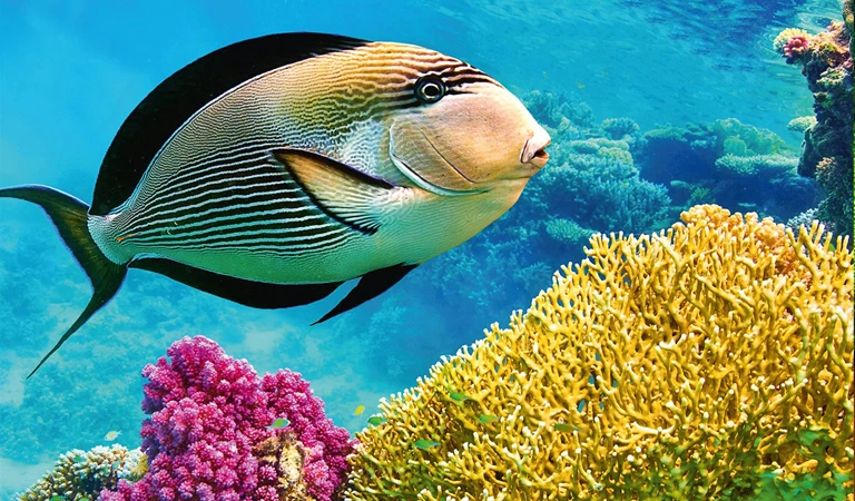 Tranquil-Andaman